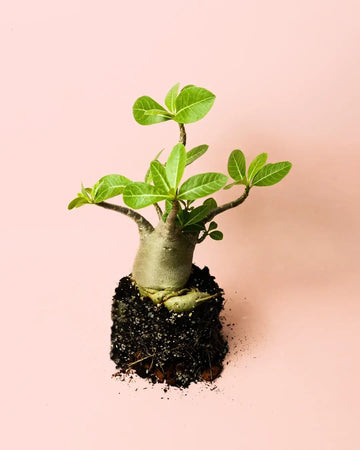 Baobab Mini