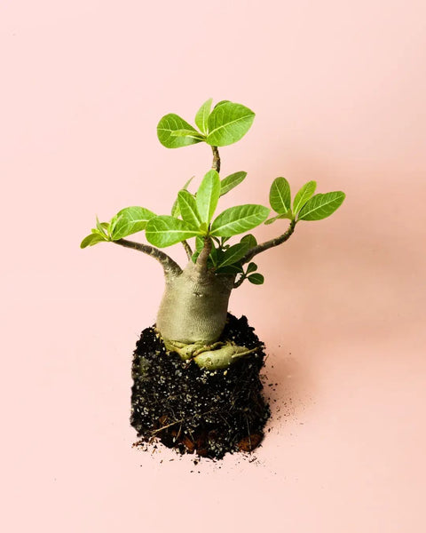Baobab Mini