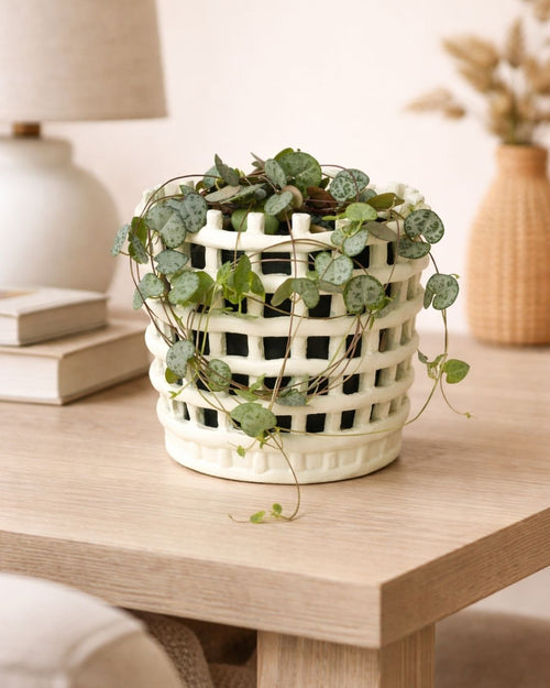 Basket – Maceta Cerámica Blanca M 13 cm - Pur Plant