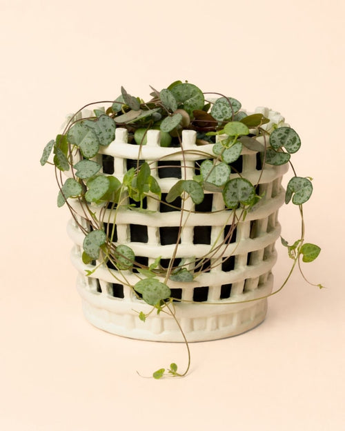 Basket – Maceta Cerámica Blanca M 13 cm - Pur Plant