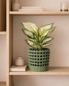 Basket – Maceta Cerámica Verde M 13 cm - Pur Plant