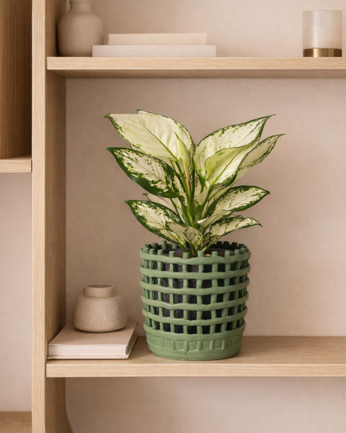 Basket – Maceta Cerámica Verde M 13 cm - Pur Plant