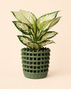 Basket – Maceta Cerámica Verde M 13 cm - Pur Plant