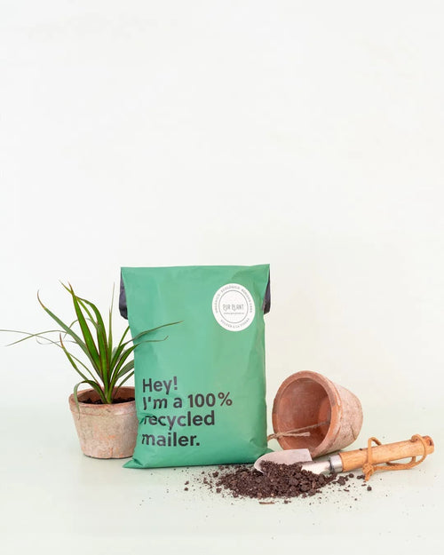 Beauty Plant Box - Ritual de Belleza para Hojas Brillantes - Pur Plant