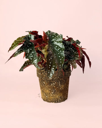 Begonia Black Forest M