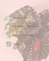 Begonia Black Forest M - Pur Plant