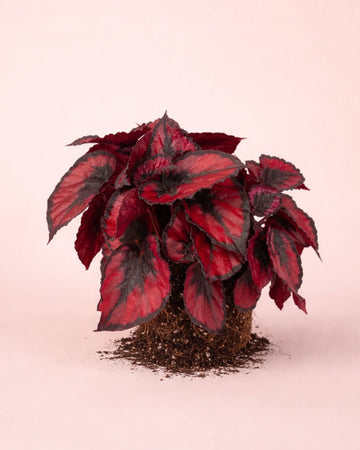 Begónia Blade – Rex Red Kiss M