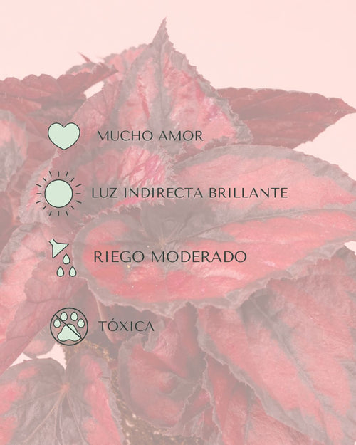 Begonia Blade – Rex Red Kiss M - Pur Plant