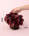 Begonia Blade – Rex Red Kiss M - Pur Plant