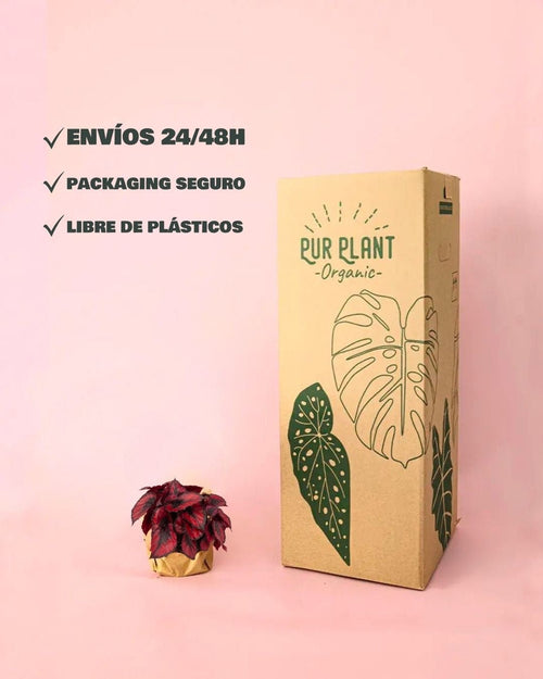 Begonia Blade – Rex Red Kiss M - Pur Plant