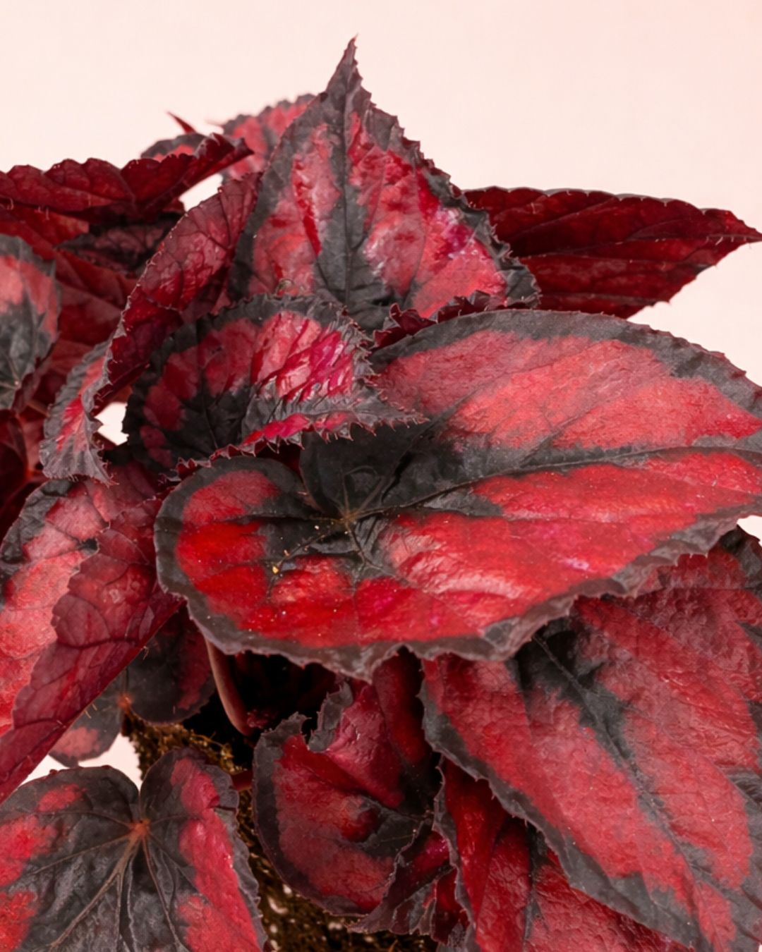 Begonia Blade – Rex Red Kiss M - Pur Plant