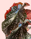 Begonia Cracklin Rosie M - Pur Plant