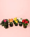 begonia-elatior-mix-mini-2