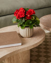 begonia-elatior-mix-mini-context