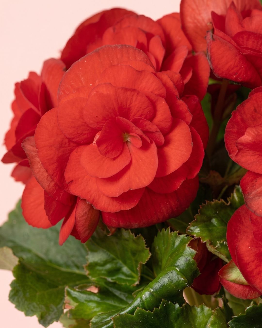 begonia-elatior-mix-mini-detail