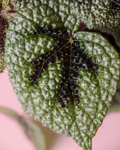 Begonia Iron Cross M - Pur Plant