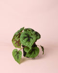 Begonia Iron Cross M
