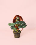 Begónia Maculata M