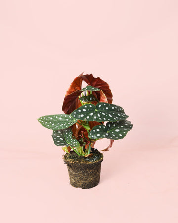 Begónia Maculata M