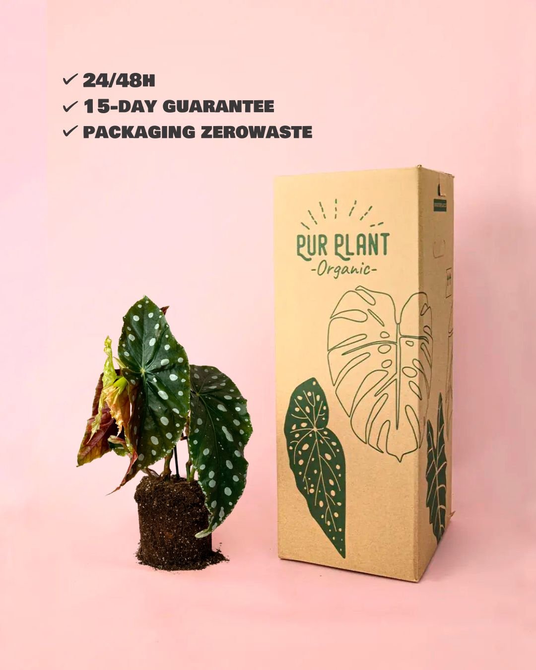 Begonia Maculata Mega Dot M - Pur Plant