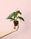 Begonia Maculata Silver Spot Mini - Pur Plant