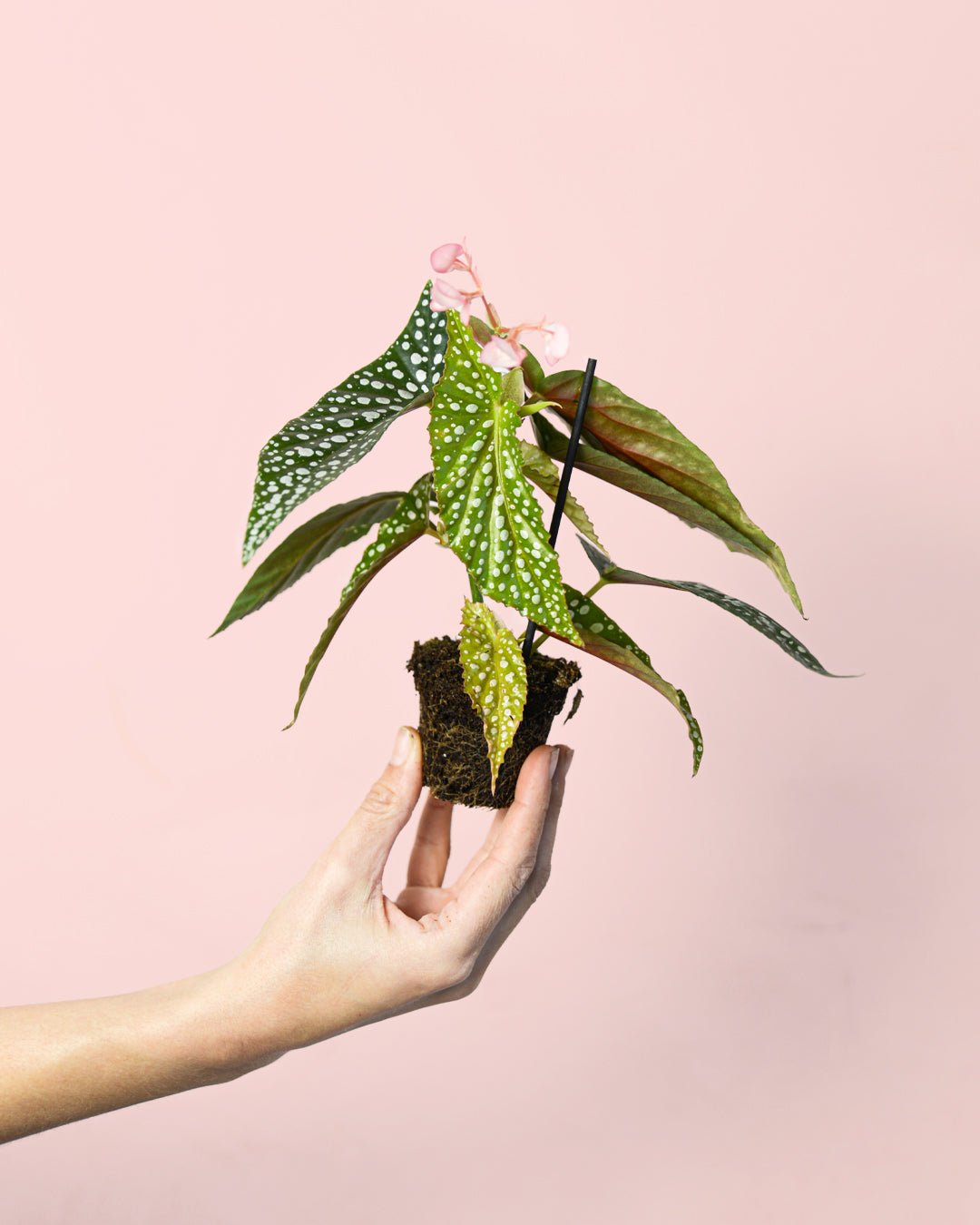 Begonia Maculata Silver Spot Mini - Pur Plant