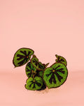 Begonia Masoniana Rock M