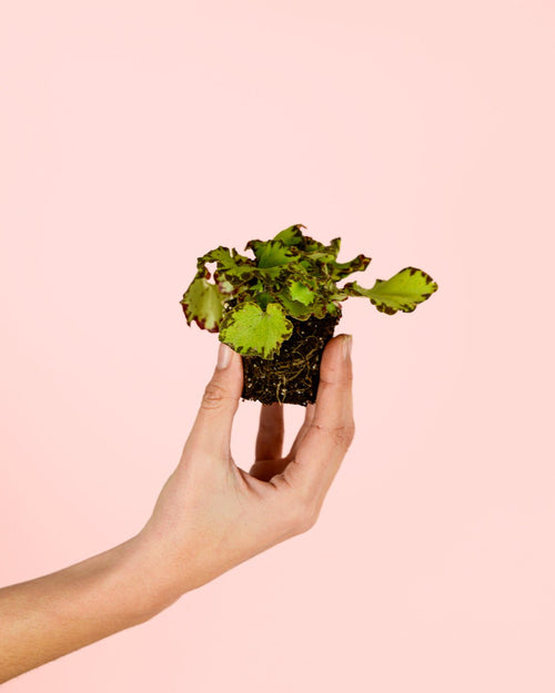 Begonia Rex Green Mini - Pur Plant