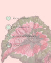 Begonia Rex Macarena M - Pur Plant