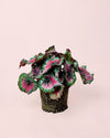 Begonia Rex Macarena M - Pur Plant