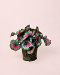 Begonia Rex Macarena M