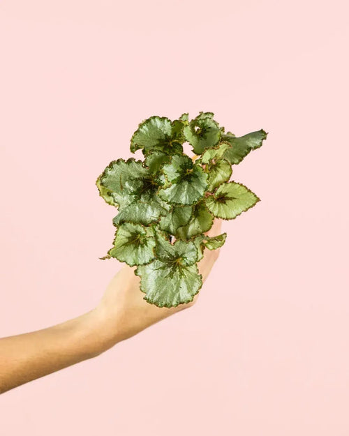 Begonia Rex Mint Mini - Pur Plant