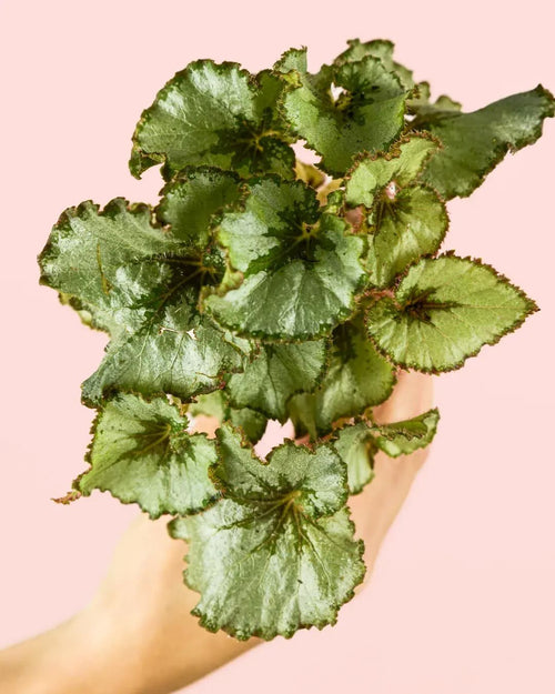 Begonia Rex Mint Mini - Pur Plant