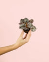 Begonia Rex Silver Mini - Pur Plant
