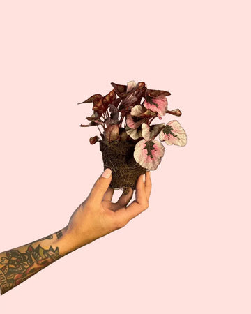 Bela-Sombra Rex Total Pink Mini