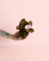 Begonia Volumia Pink Mini - Pur Plant