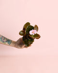 Begonia Volumia Pink Mini