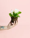 Begonia Volumia White Mini - Pur Plant