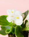 Begonia Volumia White Mini - Pur Plant