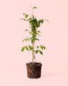Bignonia Naranja Trepadora - Campsis Radicans L - Pur Plant