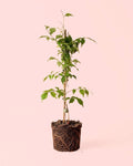 Bignónia Trepadeira Laranja - Campsis Radicans L