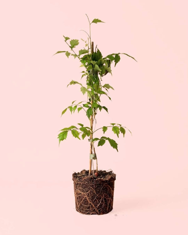 Cuidados Plantas Bignonia