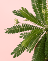 Biophytum Sensitivum Mini + Maceta Cerámica - Pur Plant