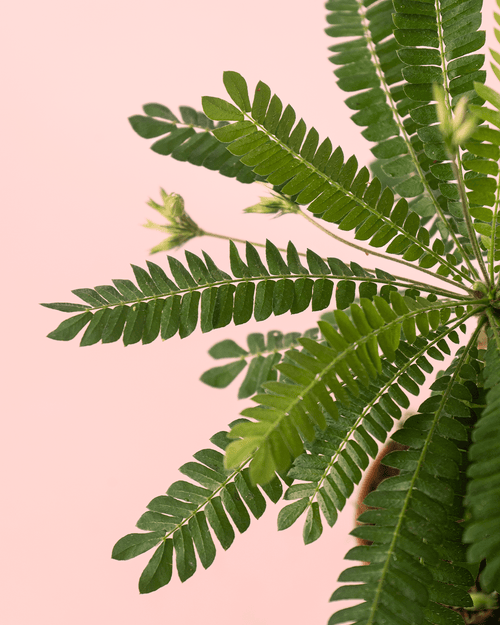Biophytum Sensitivum Mini + Maceta Cerámica - Pur Plant
