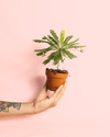 Biophytum Sensitivum Mini + Maceta Cerámica - Pur Plant