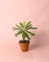Biophytum Sensitivum Mini + Maceta Cerámica - Pur Plant