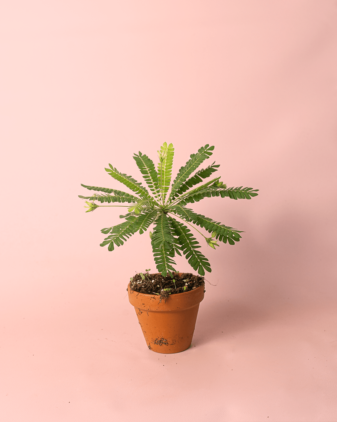 Biophytum Sensitivum Mini + Maceta Cerámica - Pur Plant