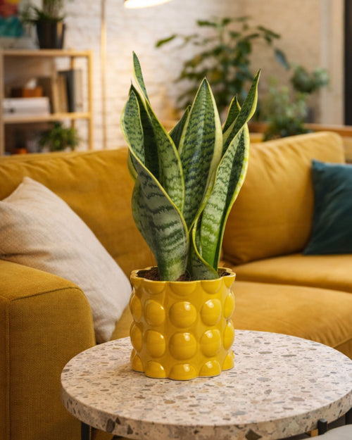 Bob – Maceta Cerámica Amarilla M 12 cm - Pur Plant