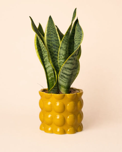 Bob – Maceta Cerámica Amarilla M 12 cm - Pur Plant