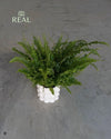 Bob – Maceta Cerámica Blanca M 12 cm - Pur Plant